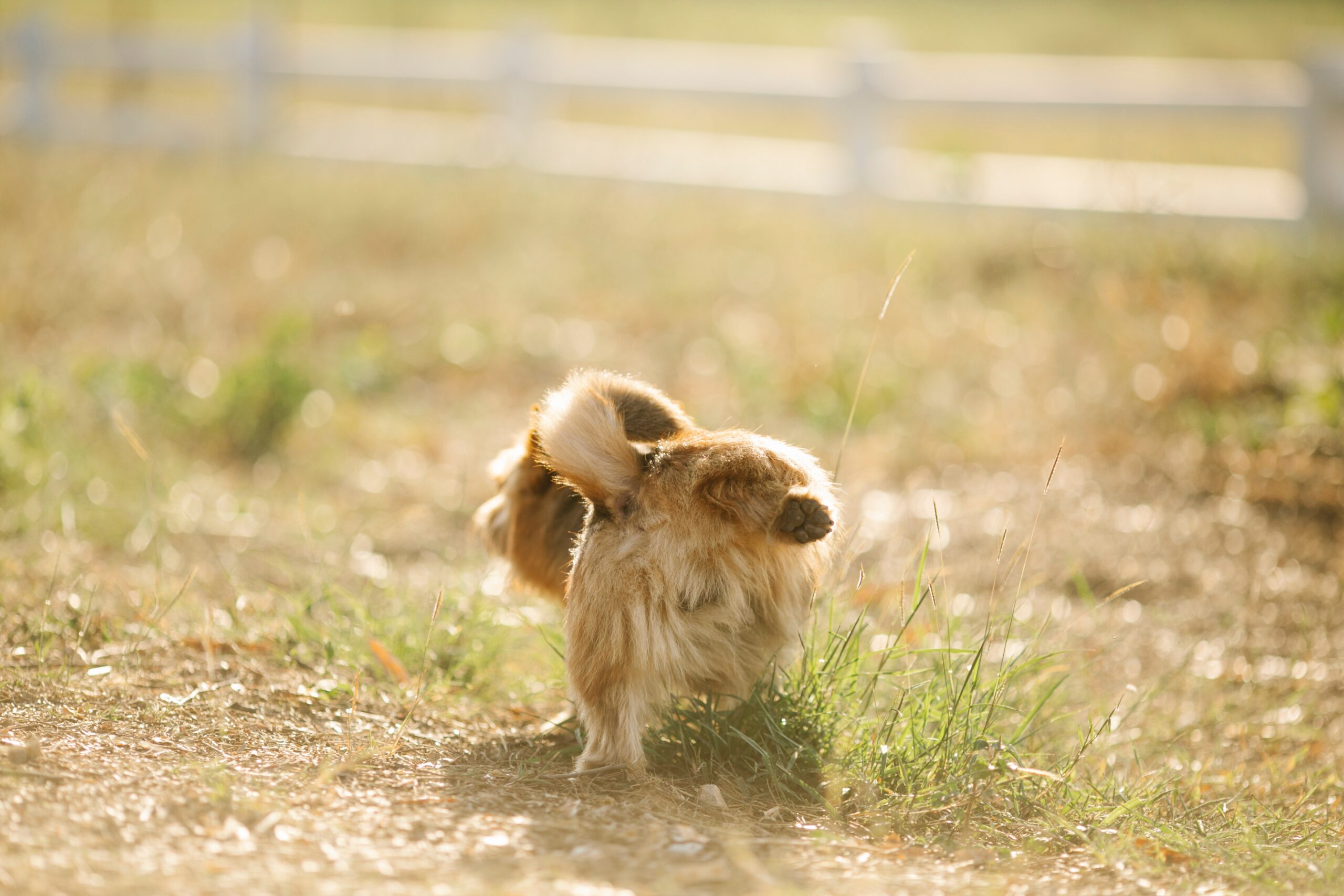 Dog Doing Pee