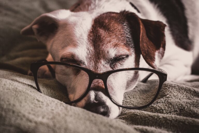 Picture of a sleepy dog lying on the sofa with reading glasses