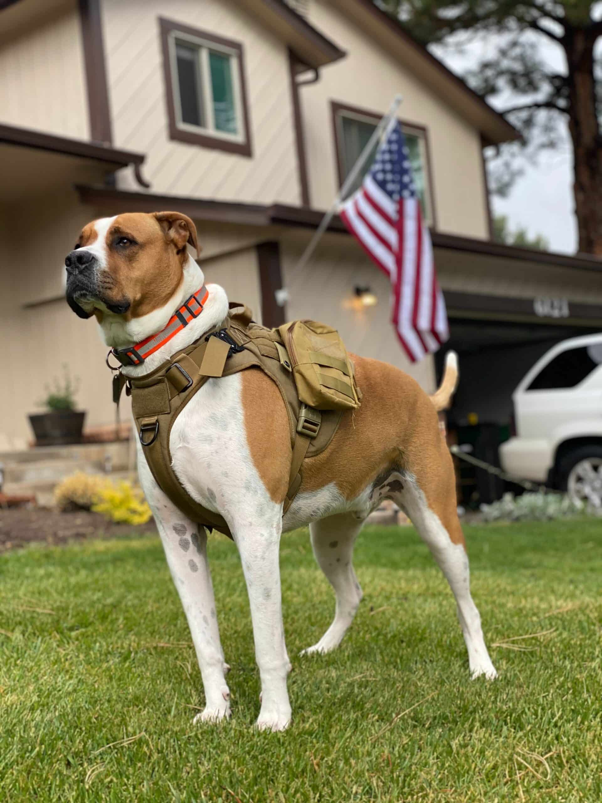 pic of Dogs in the Cold War