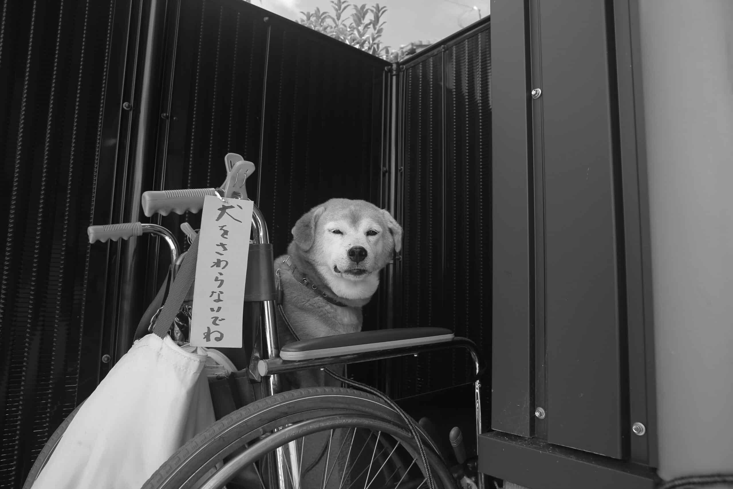 A dog with a wheelchair